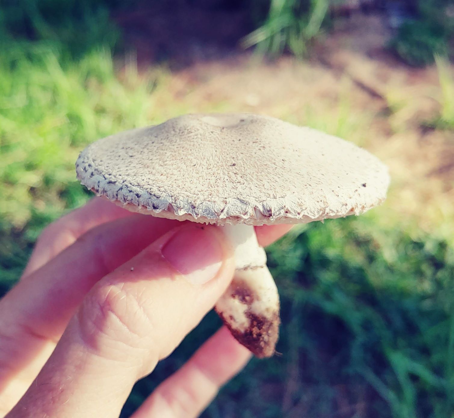 Leucoagaricus barssii / macrorhizus / Leucocoprinus barssii