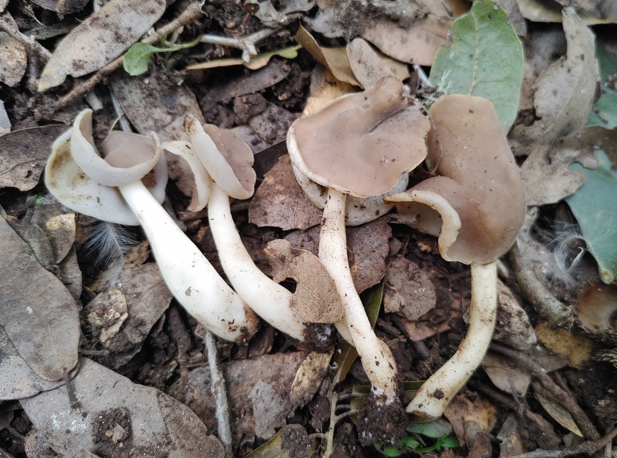 Helvella levis / Helvella latispora