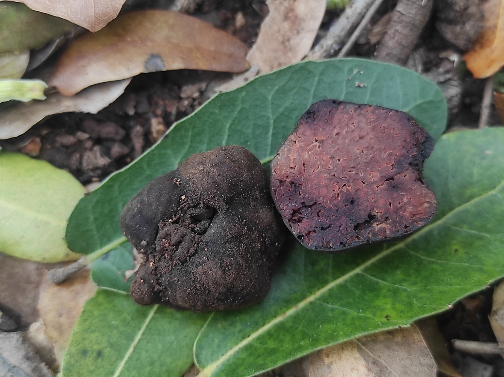 Calongea prieguensis