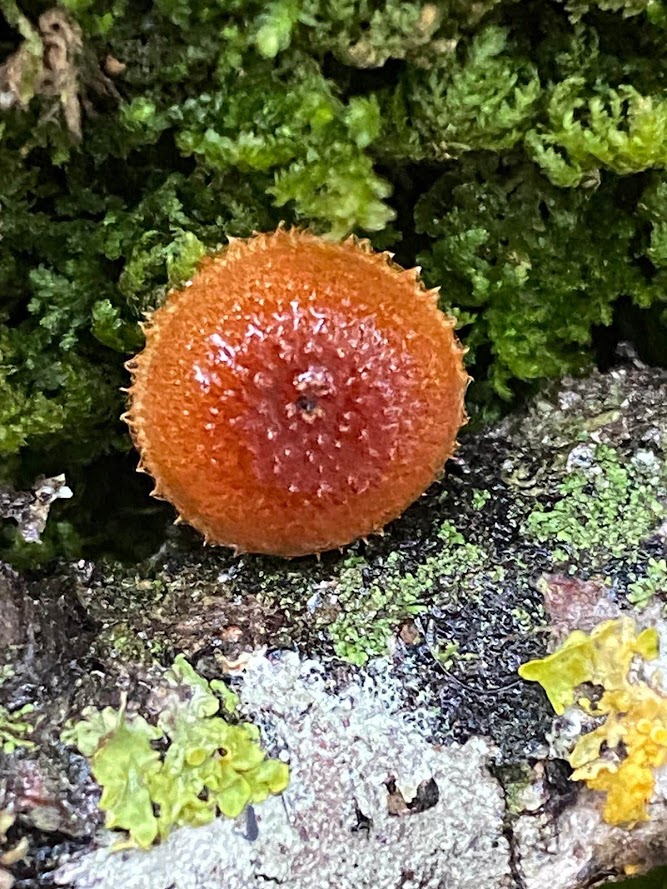 Phaeomarasmius erinaceus
