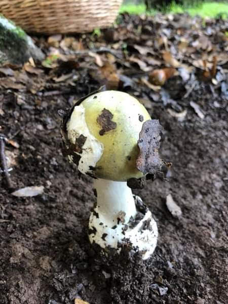 Amanita phalloides
