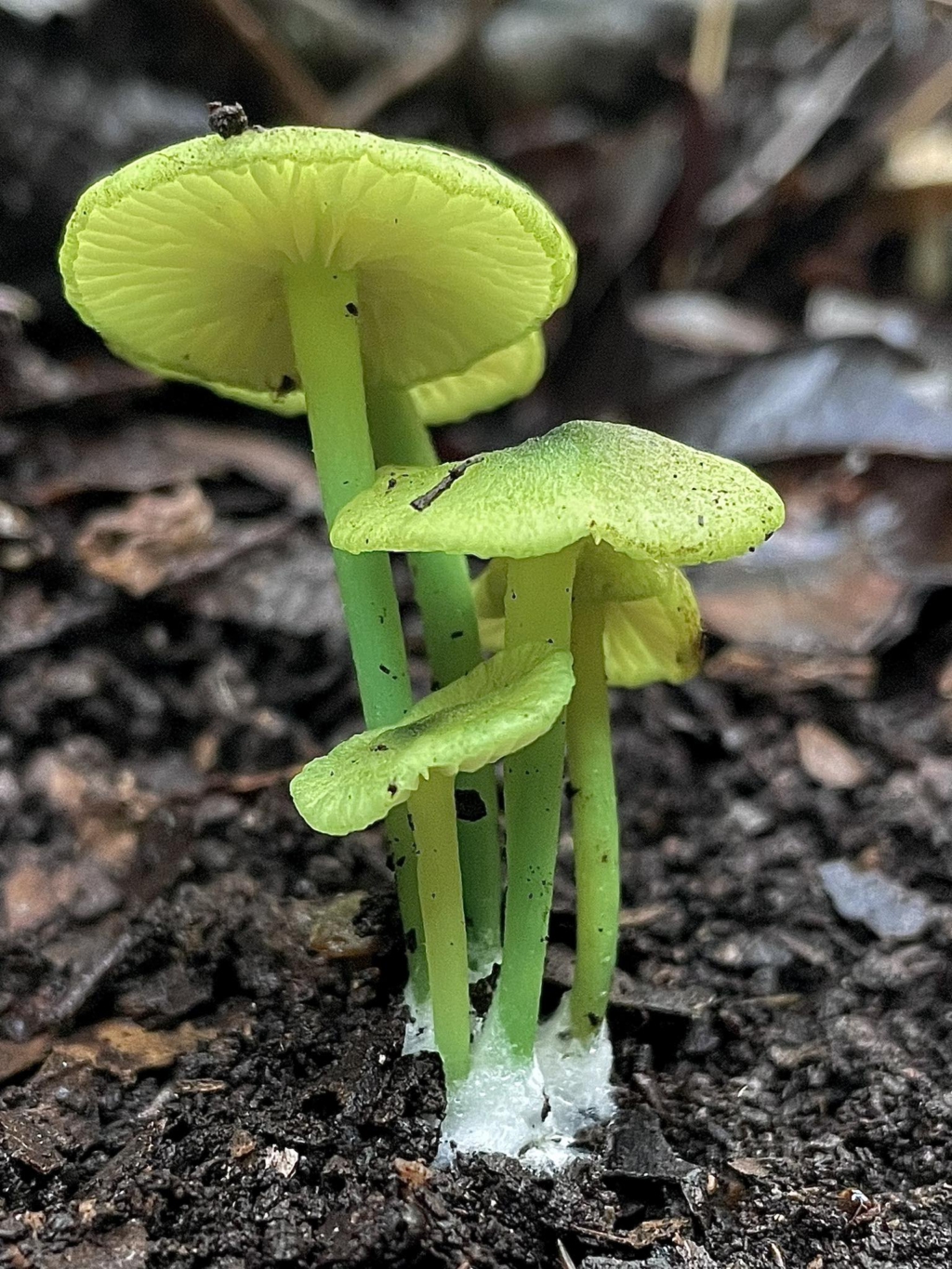 Entoloma incanum / Leptonia incana