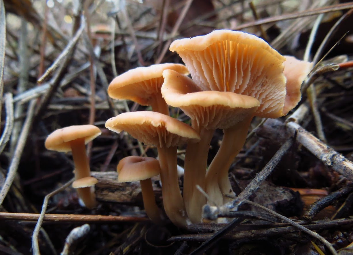 Lentinellus micheneri