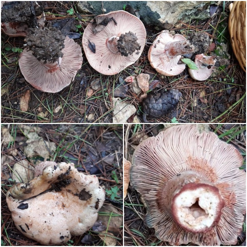 Lactarius sanguifluus
